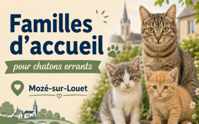 Appel aux familles d’accueil pour des chatons errants